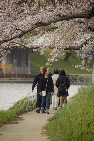 Illustration for article titled Random Walk Around My Place #2: Sakura Edition